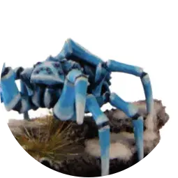 Polarspinne